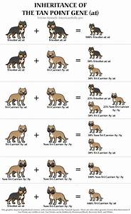 Cool Tri Color Chart Bully Breeds Dogs American Bully