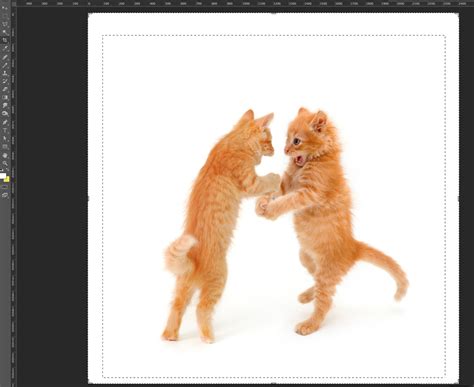 Photoshop elements tips tricks and shortcuts in easy steps reveals hundreds of useful tips, tweaks and secrets to make usin. Photoshop Basics: How to Make a Really Funny Cat Meme ...