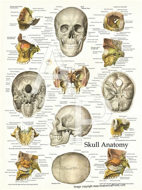 Understanding the human skull anatomy is necessary for a wide range of professionals from doctors (dentists, oral surgeons, neurosurgeons, etc.) to the structure of the skull bones is to a large extent determined by and interconnected with the anatomy of the sensory organs, situated in the head, as. Skull Anatomy and Facial Structures Poster - Clinical ...