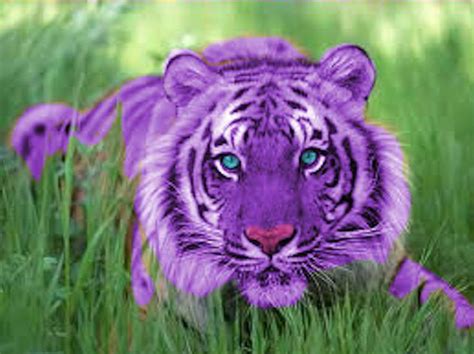 Purple Tiger Animali Faccia Di Tigre Gatti Selvatici