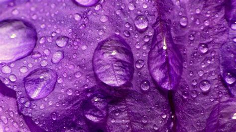 Purple Flower Backgrounds Wallpaper Cave