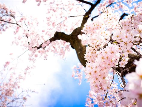 Cherry Blossom Tree Hd Desktop Wallpaper Widescreen High Definition