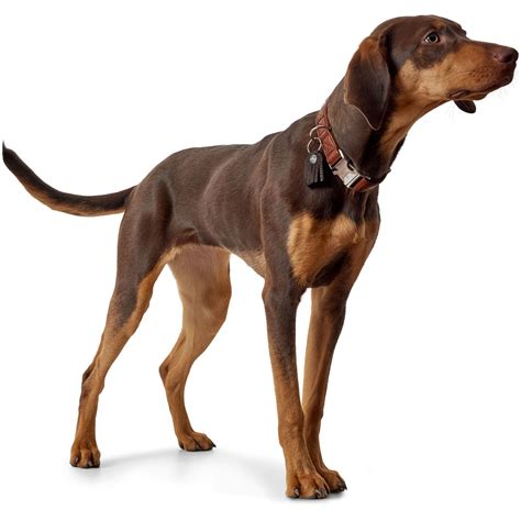 Staffy Collars - Stylish and Functional Accessories for Staffordshire