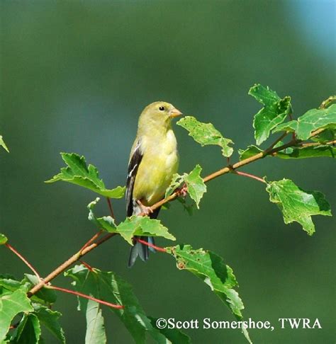 Birding Trails Tennessee Wildlife Resource Agency American Goldfinch