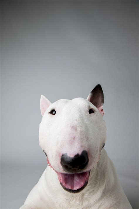 Top Dogs Portraits From Westminster Chien Bull Terrier Mini Bull