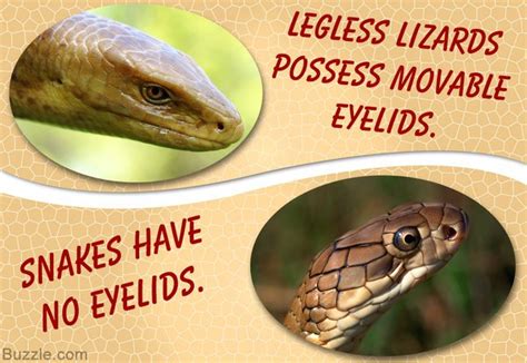 What Is The Difference Between Legless Lizards And Snakes Reptiles