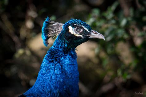 图片素材 性质 鸟 背景虚化 野生动物 动物园 喙 蓝色 动物群 孔雀 盲 特写 眼 脊椎动物 Blau