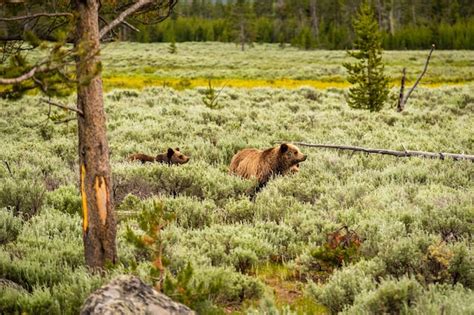 Premium Photo Grizzly Bear In Yellowstone National Park