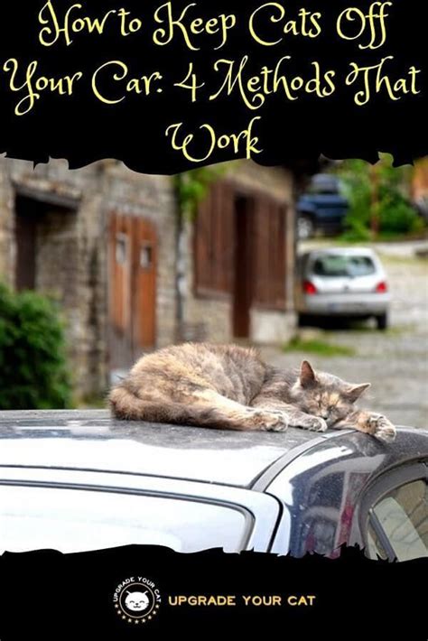 See full list on upgradeyourcat.com How to Keep Cats Off Your Car: 4 Methods That Work ...