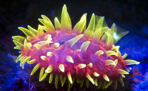 23 Fluorescent Coral Reefs Under Uv Light Gallery Ebaums World