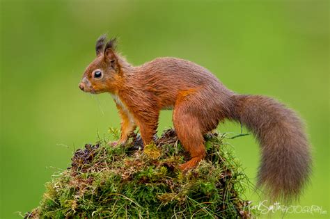 Eurasian Red Squirrel Sciurus Vulgaris Mark Smith Flickr
