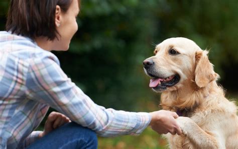 What Does Your Pet Mean To You Western Animal Clinic