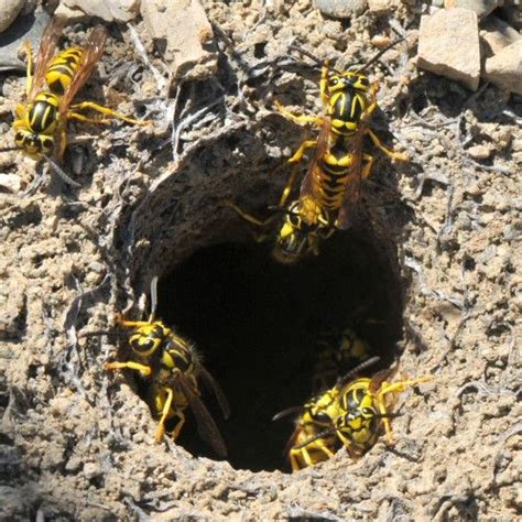 The acidic liquid dries out their exoskeleton and drives them out of their nest. Missouri Yellowjackets are ground nesting. Here you see ...