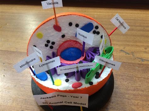 Animal Cell Model Labeled 3d Ms Corsons Science Class Cell Model