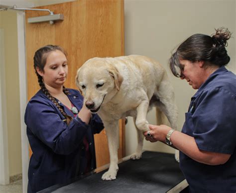 Aashne Animal Hospital