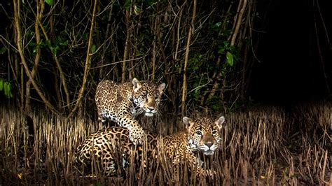 Incredible Wildlife Photograph Wins Mangrove Photography Award