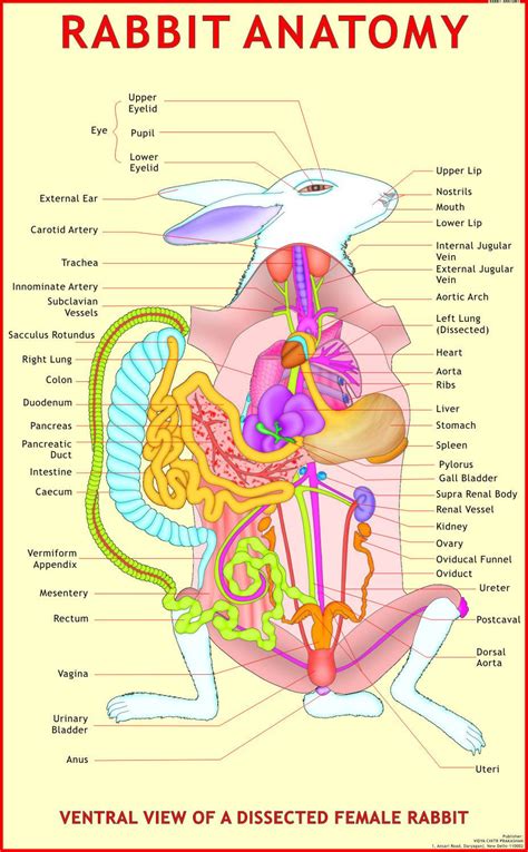 Rabbit Anatomy Science Charts At Rs 150pieces Science Charts Id