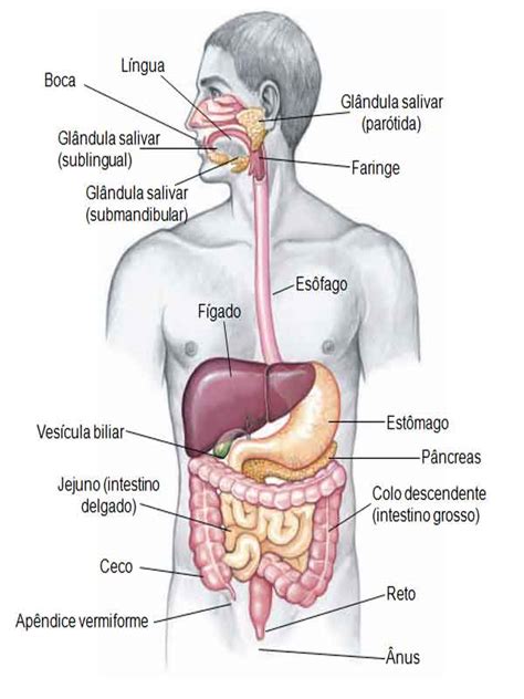 Sistema Digestório Função Anatomia Humano Resumo