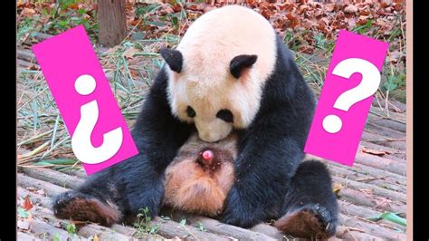 10 Curiosidades Que No Sabias Del Oso Panda Youtube