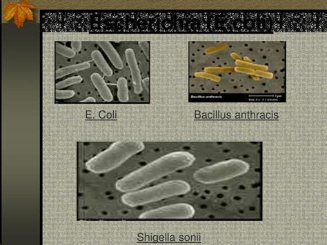 Ppt All About Li O157 H7 A Harmful Strain Of Coliform Bacteria Powerpoint Presentation
