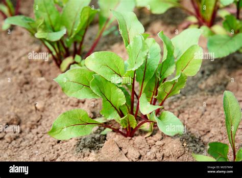 Beet Sprout Growing In Field In The Garden Stock Photo Alamy