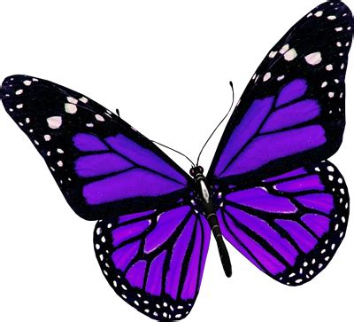 Purple Butterfly | purple-butterfly | Purple butterfly tattoo, Purple ...