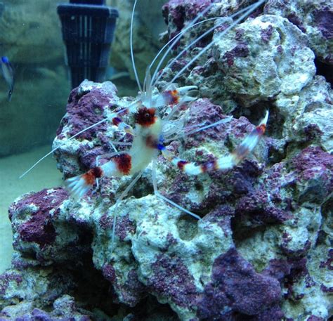 Banded Coral Shrimp Saltwater Tank Salt And Water Water Tank