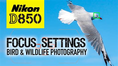 Nikon D850 My Focus Settings Bird And Wildlife Photography Youtube