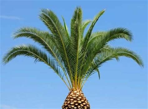 How To Cut A Pineapple Palm Tree Zabroniruite