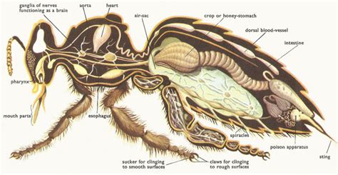 AnatomÍa De La Abeja MelÍfera Anatomy Of The Bee Honey Insect