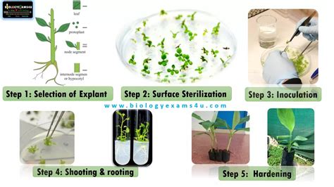 5 Essential Steps In Plant Tissue Culture An Introduction