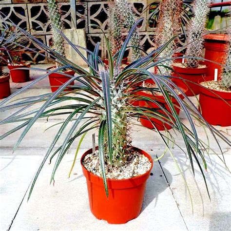 Rare Pachypodium Geayi Madagascar Palm Tree Seeds Succulent Cacti