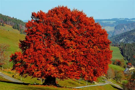 The Most Common Trees And Shrubs In The Uk North Coast Tree Care