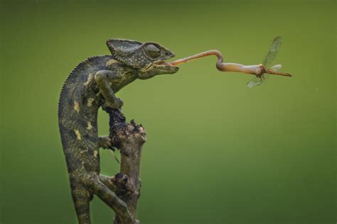 A Chameleon Catches A Dragonfly For Dinner In This National Geographic Your Shot Photo Of The