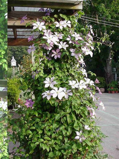 Climbing flowers climbing vines climbing plants fast growing outdoor plants garden plants flowering vines shade plants flower seeds creepers. Clematis vine. Keep roots cool. Plant deep. Good in shade ...