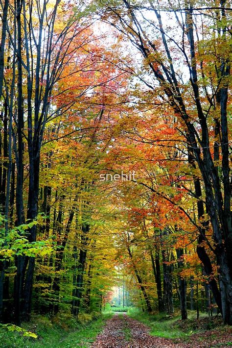 Autumn Trees By Snehit Redbubble
