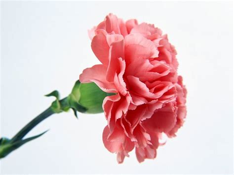 Carnation Colors And What They Mean Hubpages