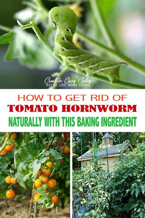 How To Get Rid Of Tomato Hornworms Naturally Creative Cain Cabin Tomato Garden Growing