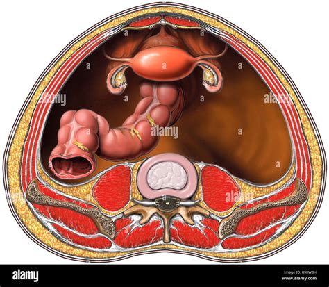 Anatomy Female Abdomen Pelvis Fotograf As E Im Genes De Alta Resoluci N