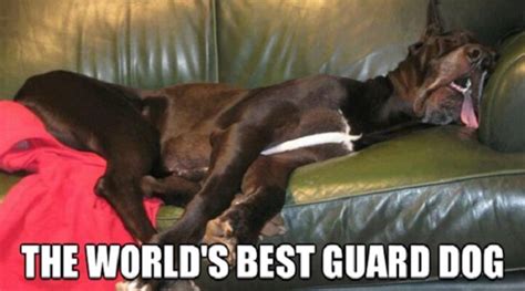 30 Of The Best Big Dog Memes Lovely Animals World Dane Puppies