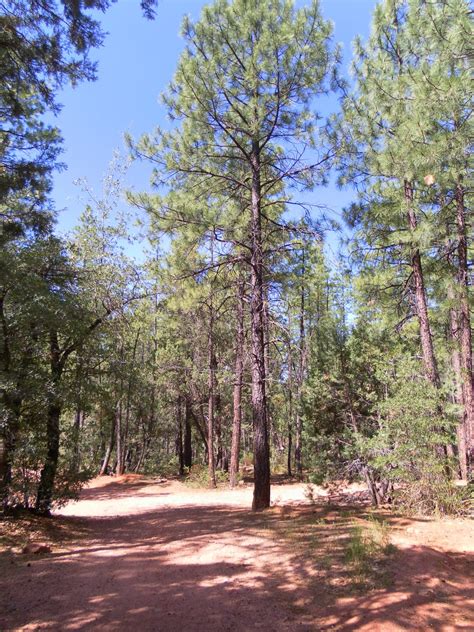 How To Trim A Pine Tree Without Killing It - How To Trim A Pine Tree? Everything You Need To Know