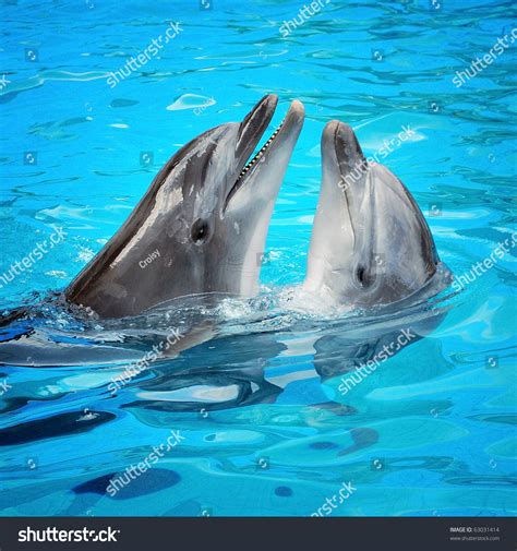 Pair Dolphins Dancing Lightblue Water Stock Photo 63031414 Shutterstock