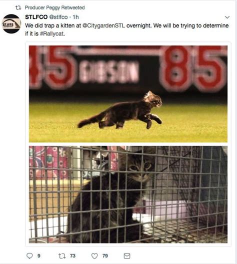 Is This Rally Cat St Louis Feral Cat Outreach Trapped This Kitty At