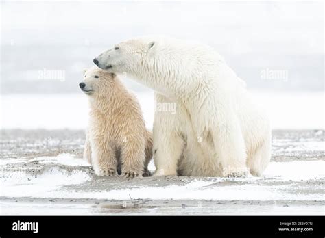 Polar Bear Ursus Maritimus Mother And Cub In The Arctic Circle Of