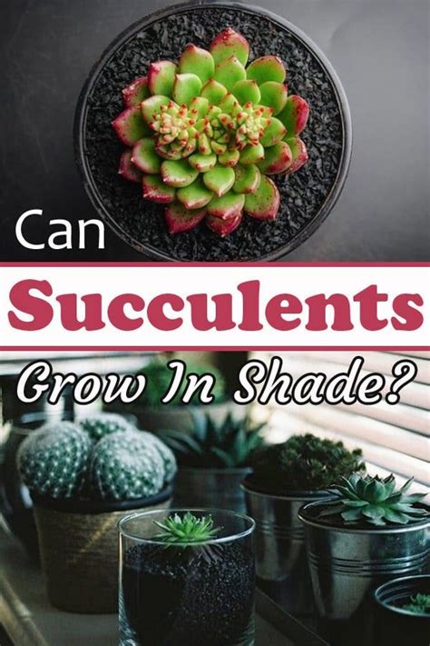 Succulent Sunlight Requirements