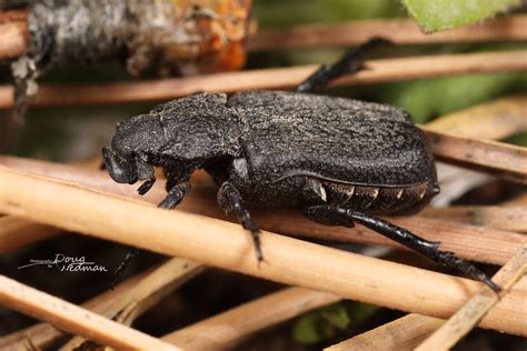 20230421101972 Anteater Scarab Beetle Cremastocheilus Flickr