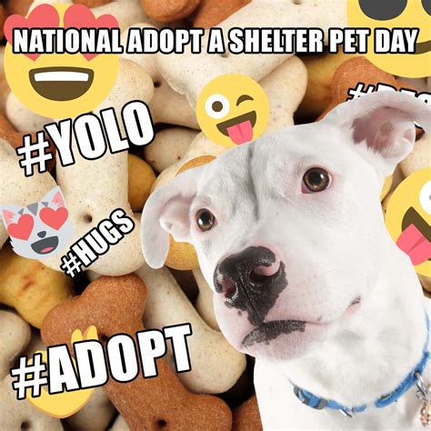 National Pet Adoption Day 2023 Celebrating The Love Of Animals