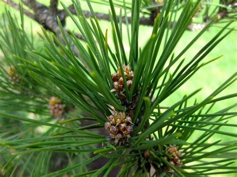 Pine Trees Part Two Matsu The Pines Of Japan — Seattle Japanese Garden