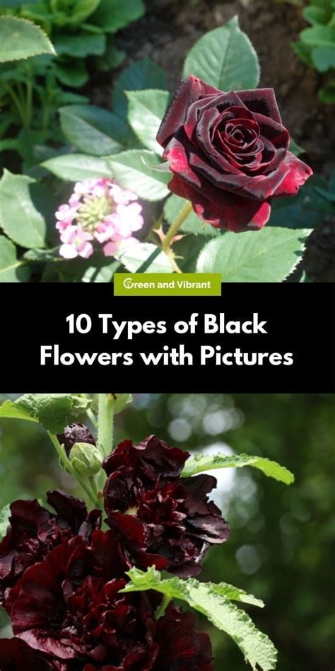 10 Types Of Black Flowers With Pictures Black Flowers