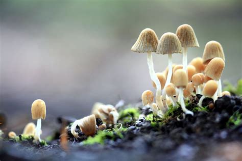 5 Things You Should Know About Fungal Infections